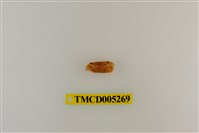 藏品(弧邊管招潮蟹)的圖片